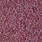 Miyuki Delica Bead 15/0, DBS1015, Metallic Raspberry Gold Iris